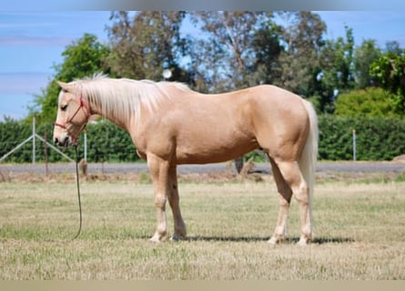 American Quarter Horse, Wałach, 6 lat, 150 cm, Izabelowata