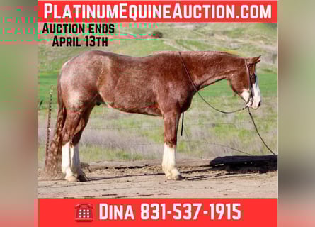 American Quarter Horse, Wałach, 6 lat, 152 cm, Ciemnokasztanowata