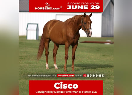 American Quarter Horse, Wałach, 6 lat, 152 cm, Cisawa