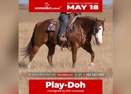 American Quarter Horse, Wałach, 6 lat, 152 cm, Cisawa