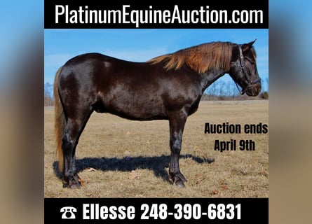 American Quarter Horse, Wałach, 6 lat, 152 cm, Gniada