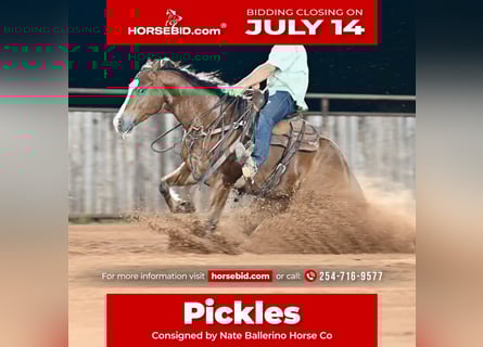 American Quarter Horse, Wałach, 6 lat, 152 cm, Gniada