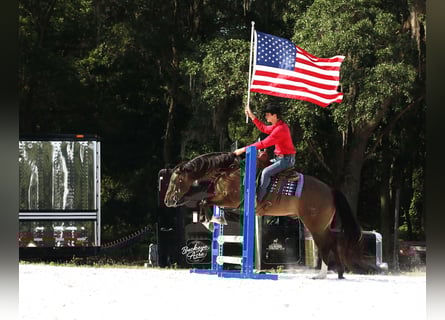 American Quarter Horse, Wałach, 6 lat, 152 cm, Grullo