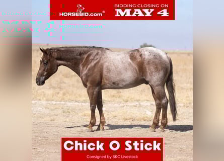 American Quarter Horse, Wałach, 6 lat, 152 cm, Kasztanowatodereszowata