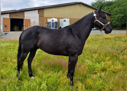 American Quarter Horse, Wałach, 6 lat, 153 cm, Kara