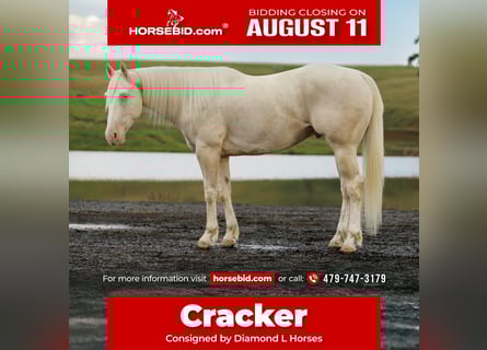 American Quarter Horse, Wałach, 6 lat, 155 cm, Cremello