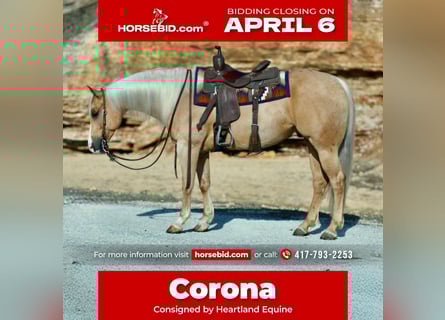 American Quarter Horse, Wałach, 6 lat, 155 cm, Izabelowata