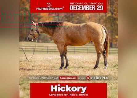 American Quarter Horse, Wałach, 6 lat, 155 cm, Jelenia