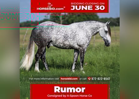 American Quarter Horse Mix, Wałach, 6 lat, 155 cm, Siwa