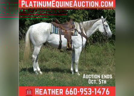 American Quarter Horse, Wałach, 6 lat, 155 cm, Siwa