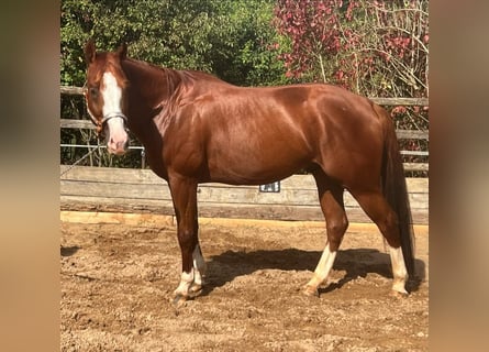 American Quarter Horse, Wałach, 6 lat, 156 cm, Cisawa