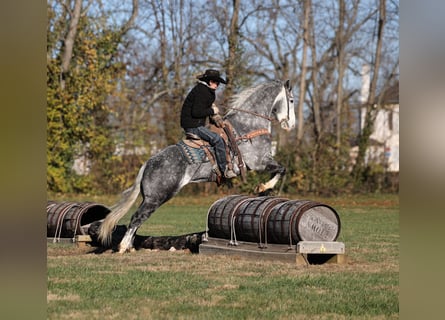 American Quarter Horse, Wałach, 6 lat, 157 cm, Karosiwa
