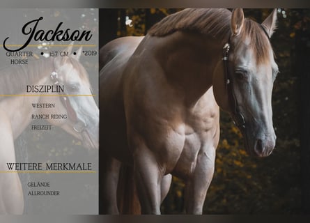 American Quarter Horse, Wałach, 6 lat, 157 cm, Perlino