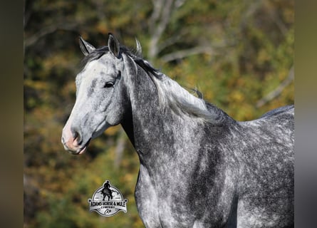 American Quarter Horse, Wałach, 6 lat, 157 cm, Siwa jabłkowita