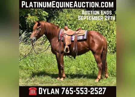 American Quarter Horse, Wałach, 6 lat, 163 cm, Ciemnokasztanowata