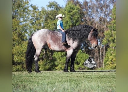 American Quarter Horse, Wałach, 6 lat, 163 cm, Gniadodereszowata