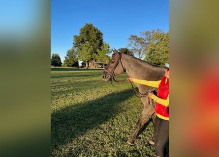 American Quarter Horse, Wałach, 6 lat, 163 cm, Karodereszowata