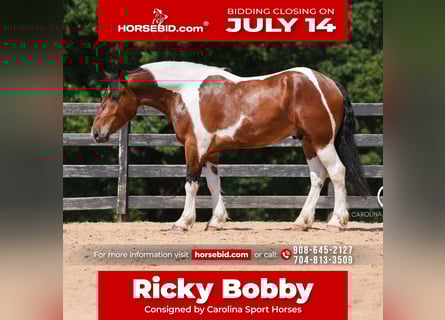 American Quarter Horse Mix, Wałach, 6 lat, 165 cm