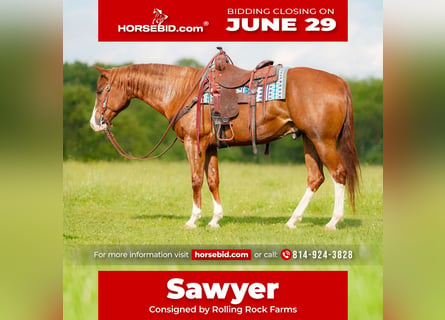 American Quarter Horse, Wałach, 6 lat, Ciemnokasztanowata