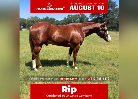 American Quarter Horse, Wałach, 6 lat, Cisawa