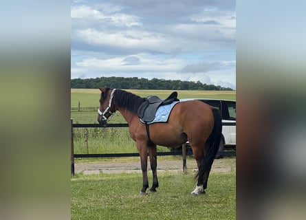 American Quarter Horse Mix, Wałach, 6 lat, Gniada
