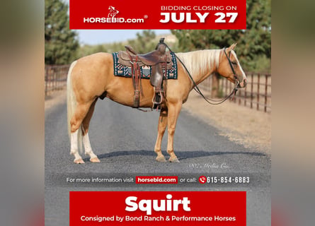 American Quarter Horse, Wałach, 6 lat, Izabelowata