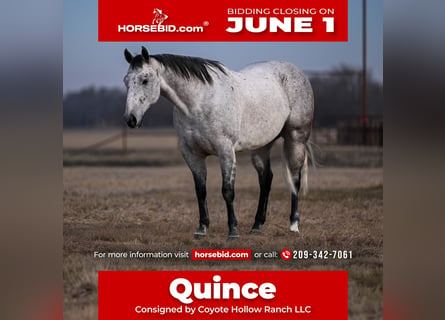 American Quarter Horse, Wałach, 6 lat, Siwa