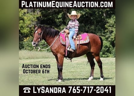 American Quarter Horse, Wałach, 7 lat, 135 cm, Gniada