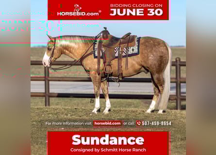 American Quarter Horse, Wałach, 7 lat, 142 cm, Izabelowata