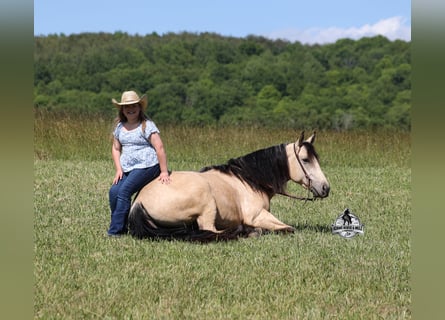 American Quarter Horse, Wałach, 7 lat, 142 cm, Jelenia