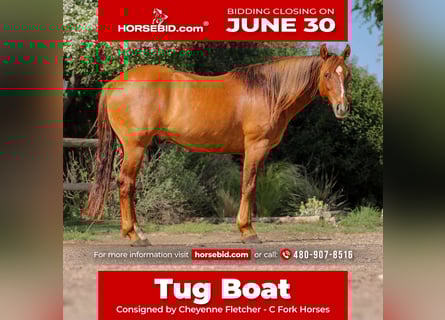 American Quarter Horse, Wałach, 7 lat, 145 cm, Bułana