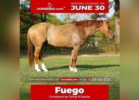 American Quarter Horse, Wałach, 7 lat, 147 cm, Bułana