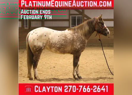 American Quarter Horse, Wałach, 7 lat, 147 cm, Kasztanowatodereszowata