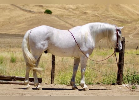 American Quarter Horse, Wałach, 7 lat, 147 cm, Siwa