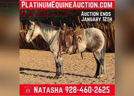 American Quarter Horse, Wałach, 7 lat, 147 cm, Siwa