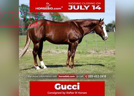 American Quarter Horse, Wałach, 7 lat, 150 cm, Cisawa