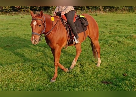 American Quarter Horse, Wałach, 7 lat, 150 cm, Kasztanowata