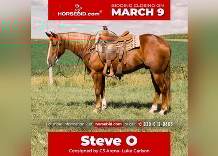 American Quarter Horse, Wałach, 7 lat, 152 cm, Cisawa