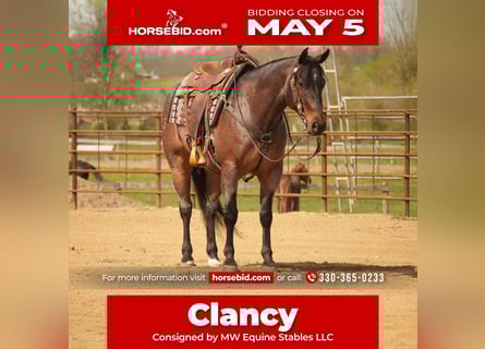American Quarter Horse, Wałach, 7 lat, 152 cm, Gniadodereszowata