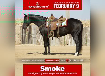 American Quarter Horse, Wałach, 7 lat, 152 cm, Kara