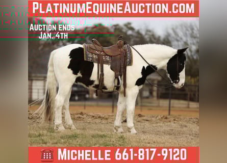 American Quarter Horse, Wałach, 7 lat, 152 cm, Kara