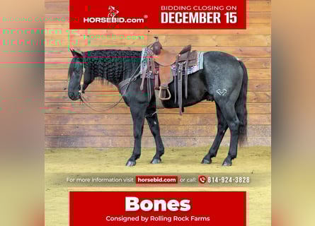 American Quarter Horse, Wałach, 7 lat, 152 cm, Karodereszowata