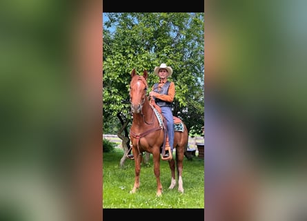 American Quarter Horse, Wałach, 7 lat, 152 cm, Kasztanowata