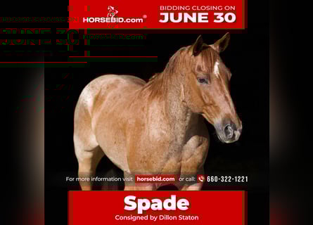 American Quarter Horse, Wałach, 7 lat, 152 cm, Kasztanowatodereszowata