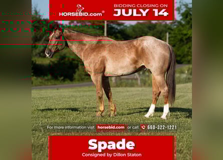 American Quarter Horse, Wałach, 7 lat, 152 cm, Kasztanowatodereszowata
