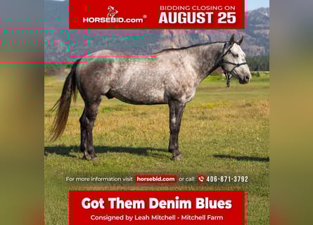 American Quarter Horse, Wałach, 7 lat, 152 cm, Siwa