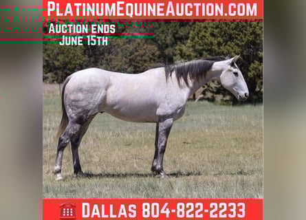 American Quarter Horse, Wałach, 7 lat, 152 cm, Siwa