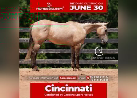 American Quarter Horse, Wałach, 7 lat, 152 cm