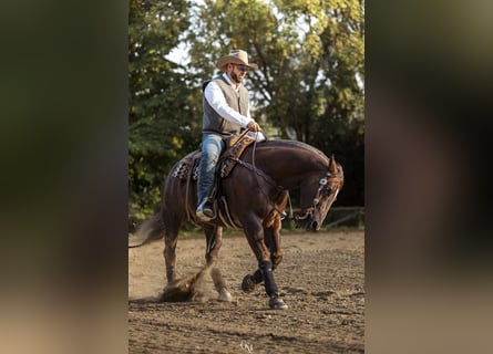 American Quarter Horse, Wałach, 7 lat, 154 cm, Bułana