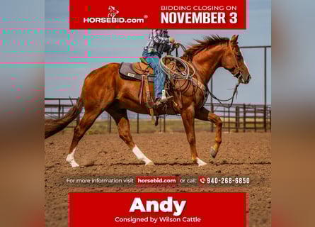 American Quarter Horse, Wałach, 7 lat, 155 cm, Cisawa